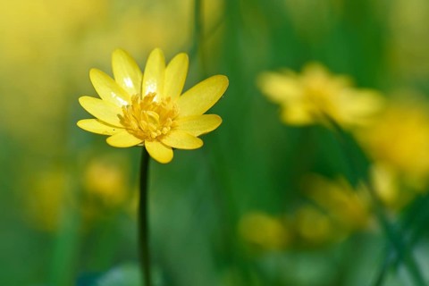 Lesser celandine (Ficaria verna, synonym: Ranunculus ficaria L.), flowers in a damp location, Peene
