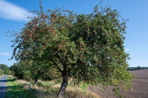 Apple tree (Malus) with ripe fruit on a village street, Othenstorf, Mecklenburg-Vorpommern, Germany