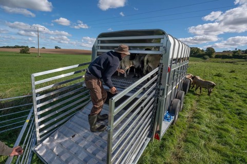 Shepherd loading his sheep into the two-story animal transporter, in the pasture, Rehna,