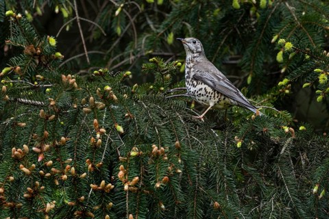 Mistle thrush (Turdus viscivorus) in its typical habitat, it is an inhabitant of coniferous