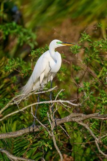 A white egret sitting on branches in a tropical environment surrounded by green foliage in the