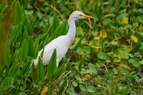 A heron stands still in a green marsh surrounded by lush vegetation, Cattle Egret (Bubulcus ibis),