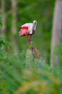 A Roseate Spoonbill stands quietly on a tree trunk in the green forest, Roseate Spoonbill (Ajaja