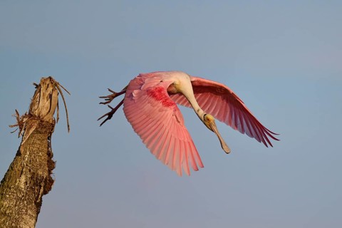 A Roseate Spoonbill flies through the sky with outstretched wings, Roseate Spoonbill (Ajaja ajaja),