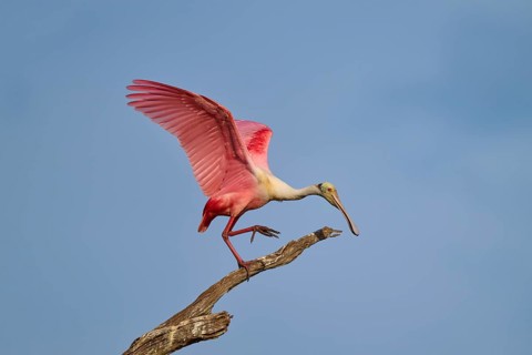 A roseate spoonbill with open wings standing on a branch, roseate spoonbill (Ajaja ajaja), Orlando