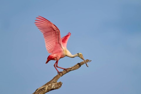 A roseate spoonbill with raised wings stands on a branch in front of a blue sky, roseate spoonbill