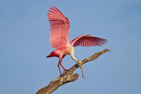 A roseate spoonbill with wide open wings standing on a dry branch, roseate spoonbill (Ajaja ajaja),