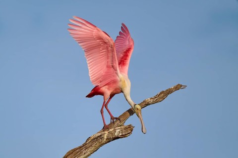 A Roseate Spoonbill stands with open wings on a branch against a blue sky, Roseate Spoonbill (Ajaja