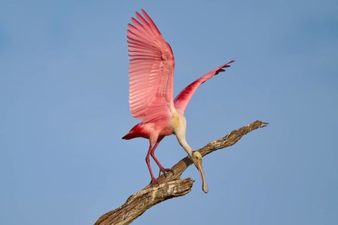A Roseate Spoonbill with spread wings balancing on a branch in front of a blue sky, Roseate