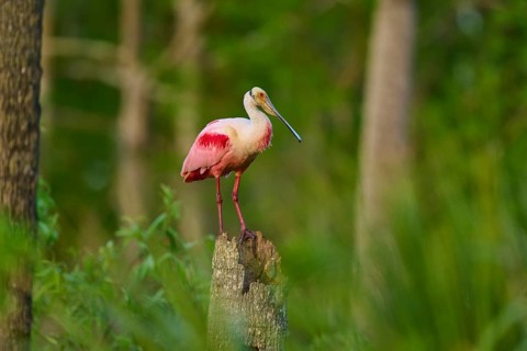 Roseate spoonbill with pink plumage on a log surrounded by green vegetation, Roseate spoonbill