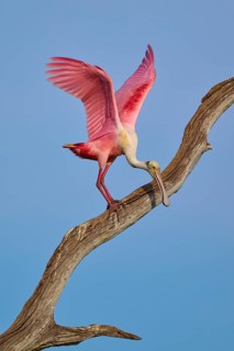 A Roseate Spoonbill with lowered wings on a dry branch under a blue sky, Roseate Spoonbill (Ajaja