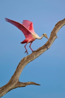 A Roseate Spoonbill carefully climbing along a dry branch, Roseate Spoonbill (Ajaja ajaja), Orlando
