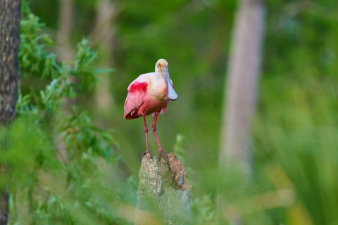 A roseate spoonbill with pink plumage stands on a tree trunk in the green forest, roseate spoonbill