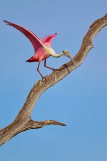 A Roseate Spoonbill spreads its wings on a dry branch in front of a blue sky, Roseate Spoonbill