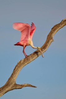 A Roseate Spoonbill with raised wings on a dry branch against the sky, Roseate Spoonbill (Ajaja