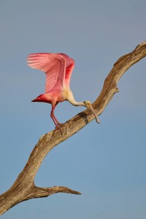 A Roseate Spoonbill carefully glides down a dry tree trunk, Roseate Spoonbill (Ajaja ajaja),
