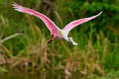 A Roseate Spoonbill gliding over reed grass in a wetland, Roseate Spoonbill (Ajaja ajaja), Orlando