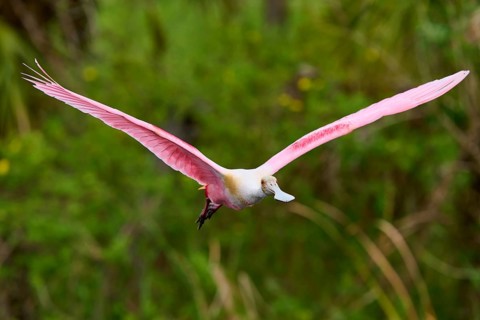 A Roseate Spoonbill with wide spread wings flies through dense jungle, Roseate Spoonbill (Ajaja
