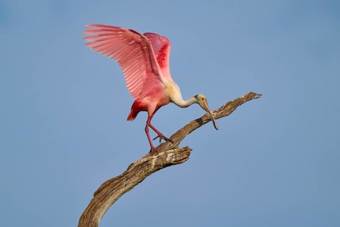 A Roseate Spoonbill on a branch lifting its wings towards the sky, Roseate Spoonbill (Ajaja ajaja),