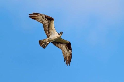 Osprey high in the air, majestic in flight, Osprey (Pandion haliaetus), Orlando Wetlands,