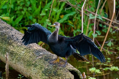 Bird with outstretched wings resting on a tree trunk over watered terrain, Darter (Anhinga