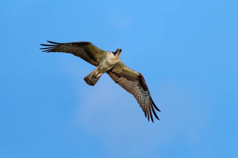 An osprey flies through the clear blue sky, Osprey (Pandion haliaetus), Orlando Wetlands,