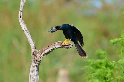 A bird leans forward, sitting on a gnarled branch against a green background, Darter (Anhinga
