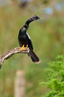 A bird perched on a branch looking alertly at its surroundings against a green backdrop, Darter