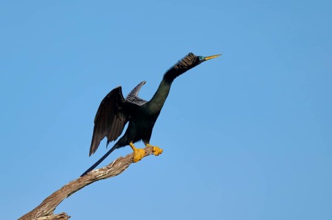 A bird spreads its wings on a branch against a clear blue sky, Darter (Anhinga anhinga), Spring,
