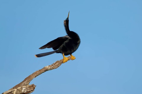 A bird stands on a branch and points its tail in the air against a blue sky, Darter (Anhinga