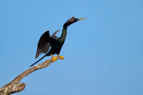 A bird on a branch with outstretched wings against a clear sky, Darter (Anhinga anhinga), spring,