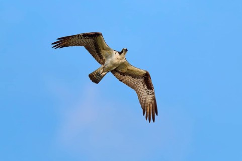 Osprey in the air with powerful wing beats, Osprey (Pandion haliaetus), Orlando Wetlands,