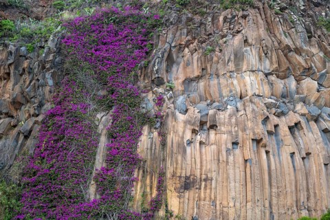 Purple flowers, plant next to basalt columns, Madeira, Portugal
