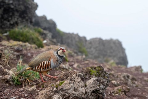Red-legged partridge (Alectoris rufa), Madeira, Portugal