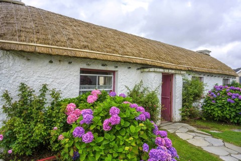 Hydrangeas and straw covered houses in the open-air museum, Glencolmcille, County Donegal, Ireland