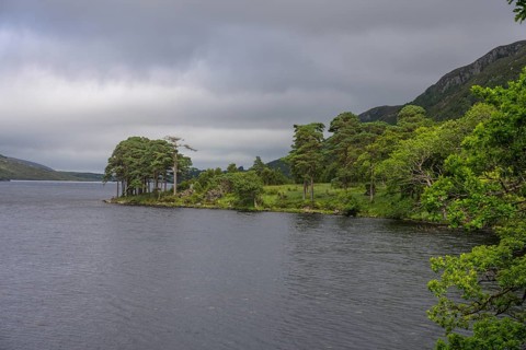 View over Loch Beagh with a group of trees, Glenveagh National Park, Cross Roads, County Donegal,
