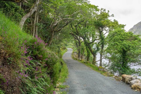 Hiking trail through old oak forest, Glenveagh National Park, Cross Roads, County Donegal, Ireland