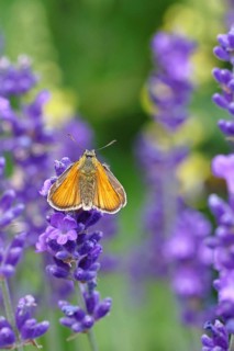 Large skipper (Ochlodes venatus), collecting nectar from a flower of Common lavender (Lavandula