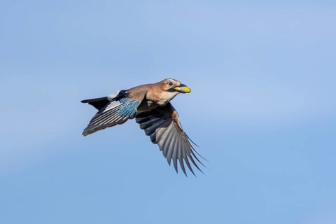 Eurasian jays (Garrulus glandarius) are partly responsible for the spread of oaks, as they forget