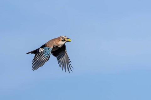 A jay (Garrulus glandarius) flies into the forest with its freshly collected acorns to hide them
