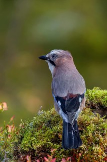 With its crop full, the jay (Garrulus glandarius) is about to fly away, autumn, Sweden