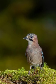 The jay (Garrulus glandarius) inspects a tree stump with a keen eye, autumn, Sweden