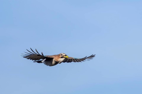Eurasian jay (Garrulus glandarius) in flight with acorns in its beak, foraging, winter food supply,