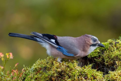 Something in the tree stump arouses the curiosity of the jay (Garrulus glandarius), autumn, Sweden