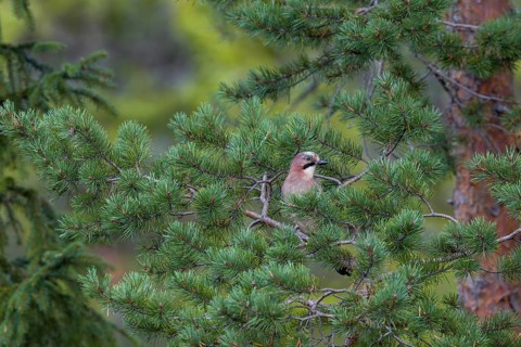 Well camouflaged and from a safe distance, the jay (Garrulus glandarius) observes its surroundings,