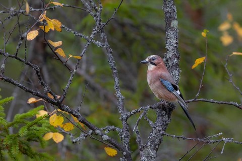 A jay (Garrulus glandarius) sits attentively on a birch branch overgrown with lichen, autumn,