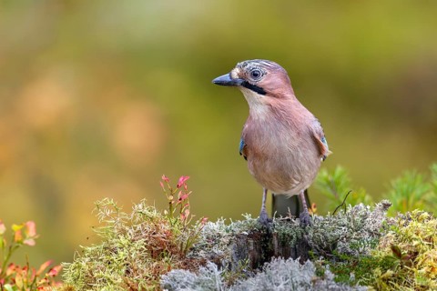 Eurasian jay (Garrulus glandarius) searches the colourful autumn vegetation for food, lichens,