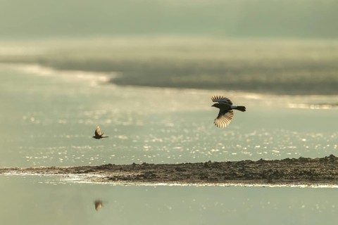 Eurasian jay (Garrulus glandarius) chasing a white wagtail, pursue, prey, prey animal, flight