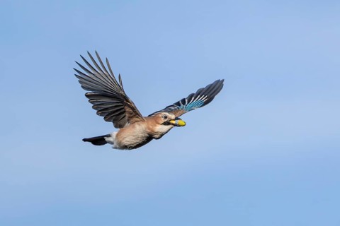 Eurasian jays (Garrulus glandarius) stockpile food for the winter and other times of need,