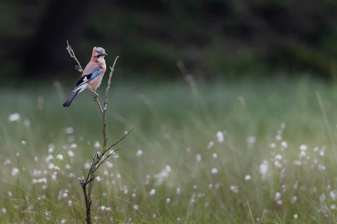 Eurasian jay (Garrulus glandarius) in a moor with flowering cotton grass, perch, Germany